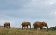 Tři sloní krásky si užívají v novém travnatém velkém výběhu.