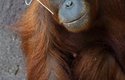 Samice orangutana sumaterského Mawar dorazila ze ZOO v britském Jersey