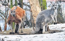 Klokany překvapil sníh. Brr, to studí!