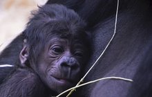 Zázraky jara ve třech českých zoologických zahradách: S mláďaty se roztrhl pytel!