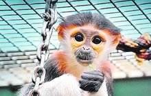 Světový úspěch v Zoo Chleby na Nymbursku: Mláďata přežila kritický půlrok!