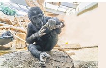 Goriláček z pražské zoo vyzraje i na hlavolam: Ajabu není »na hlavu«!