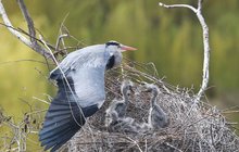 Babyboom u volavek v zoo Praha: Hladové krky natahují po rybkách 