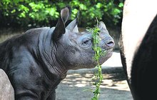 Nosorožčí koumák Marwin si vyrobil: Proti sluníčku z vojtěšky čepičku