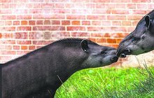 Láska mezi tapíry