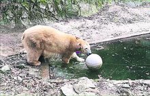 V zoo Brno se chystá překvapení: Nový »ženich« pro Coru