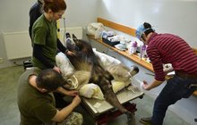 Operace mravenečníka velkého: Goya přišla o dělohu, mláďata už neodchová