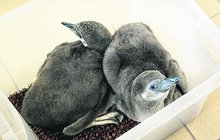 Tučňáci Humboldtovi v Zoo Praha: Kulička a Sněhurka vykrmují otesánky