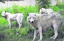 Rarita v zoo na Svatém Kopečku: Vláčkem mezi vlky!