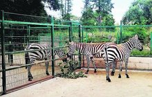 Nové vzácné tříhlavé stádo v plzeňské zoo: Zebrám chybí hříva!