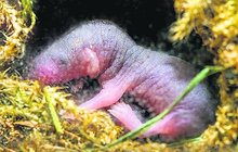 Bělozubky nejmenší v Zoo Praha mají mladé: Tohle jsou minitrojčata 