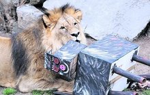 Víte, jak zabavit lva? V ústecké zoo zpříjemňují zvířatům život!