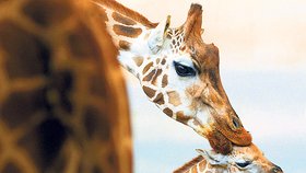 Žirafa Rothschildová