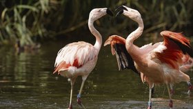 Plameňáci naštěstí moc chladit nepotřebují, protože jejich přirozeným prostředím jsou mokřady a brouzdaliště. Také proto je v trojské zoo najdete v pavilonu Vodní svět.