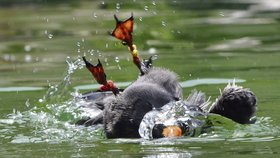 Jihoamerický rybák inka v zoo ve Dvoře Králové nad Labem návštěvníkům dokazoval, že i voda je jeho živel. 