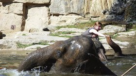 Koupání slonů probíhá v létě v pražské zoo pravidelně každé odpoledne. Pro diváky je to velká podívaná, zvláště, když si sloni vodní lázeň v bazénku patřičně užívají.