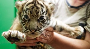 Na co si zajít do pražské ZOO: Nová zvířata i zajímavé vychytávky