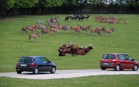 Projížďka vlastním autem mezi zvířaty je velkým lákadlem královodvorské zahrady.
