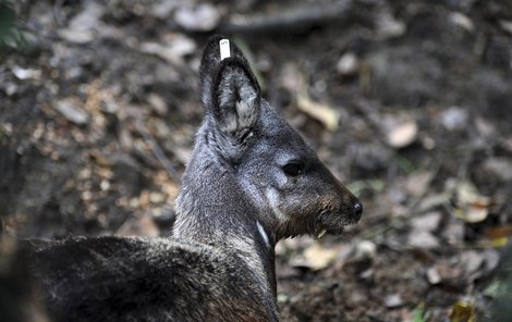 Vzácný kabar, kterého dosud chovaly jen tři zoo v Evropě, se v Ústí zabydluje v novém výběhu.