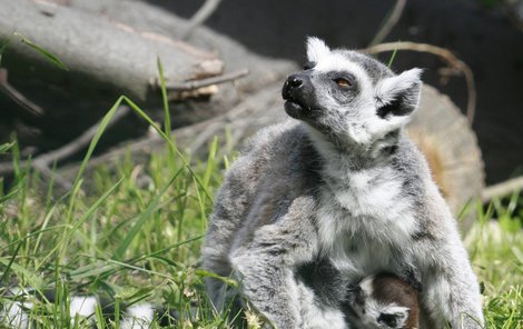 Lemurům se daří, během měsíce se narodilo šest mláďat.