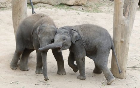 Lákadlem pražské zoo jsou například dvě sloní mláďata.