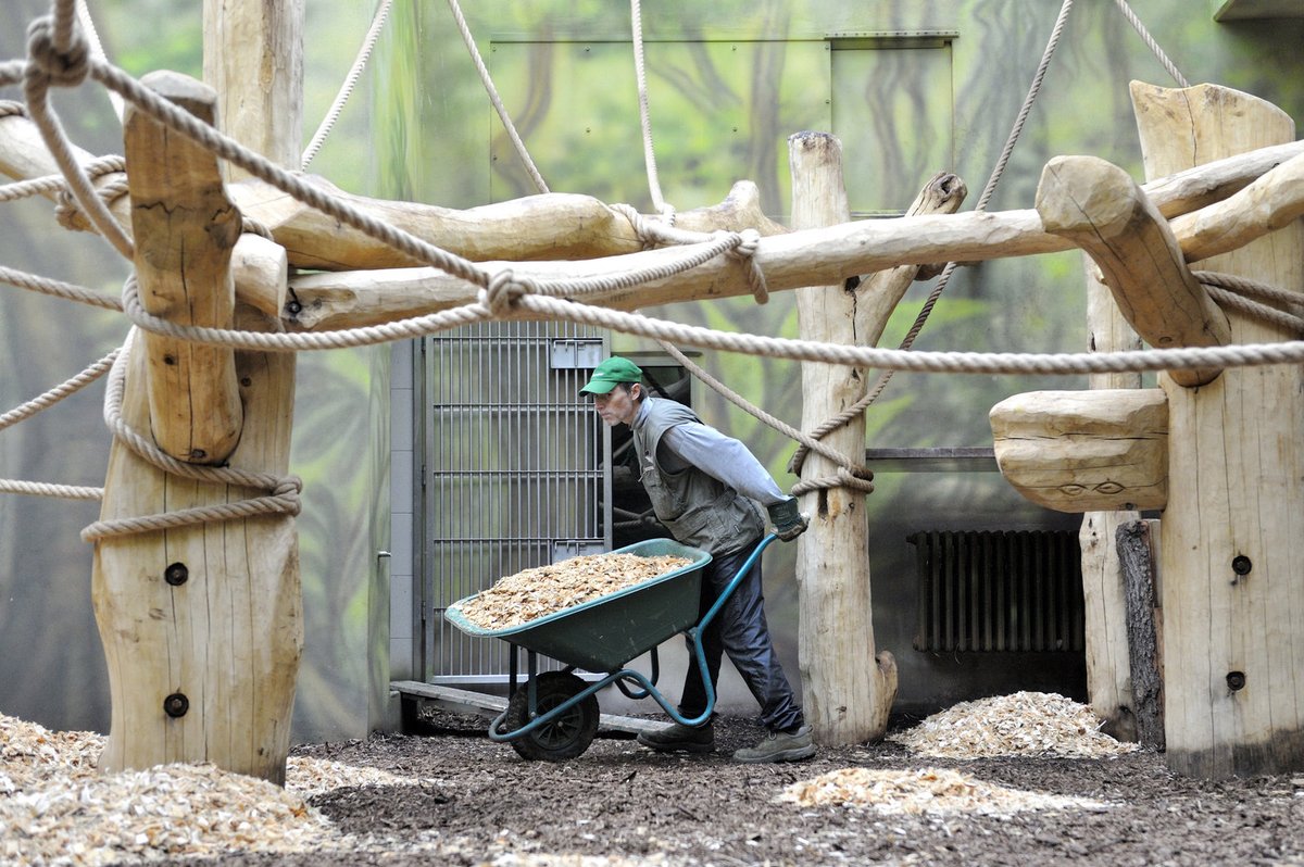 Ve Dvoře chystají pavilon pro miláčky pražské zoo – gorily.