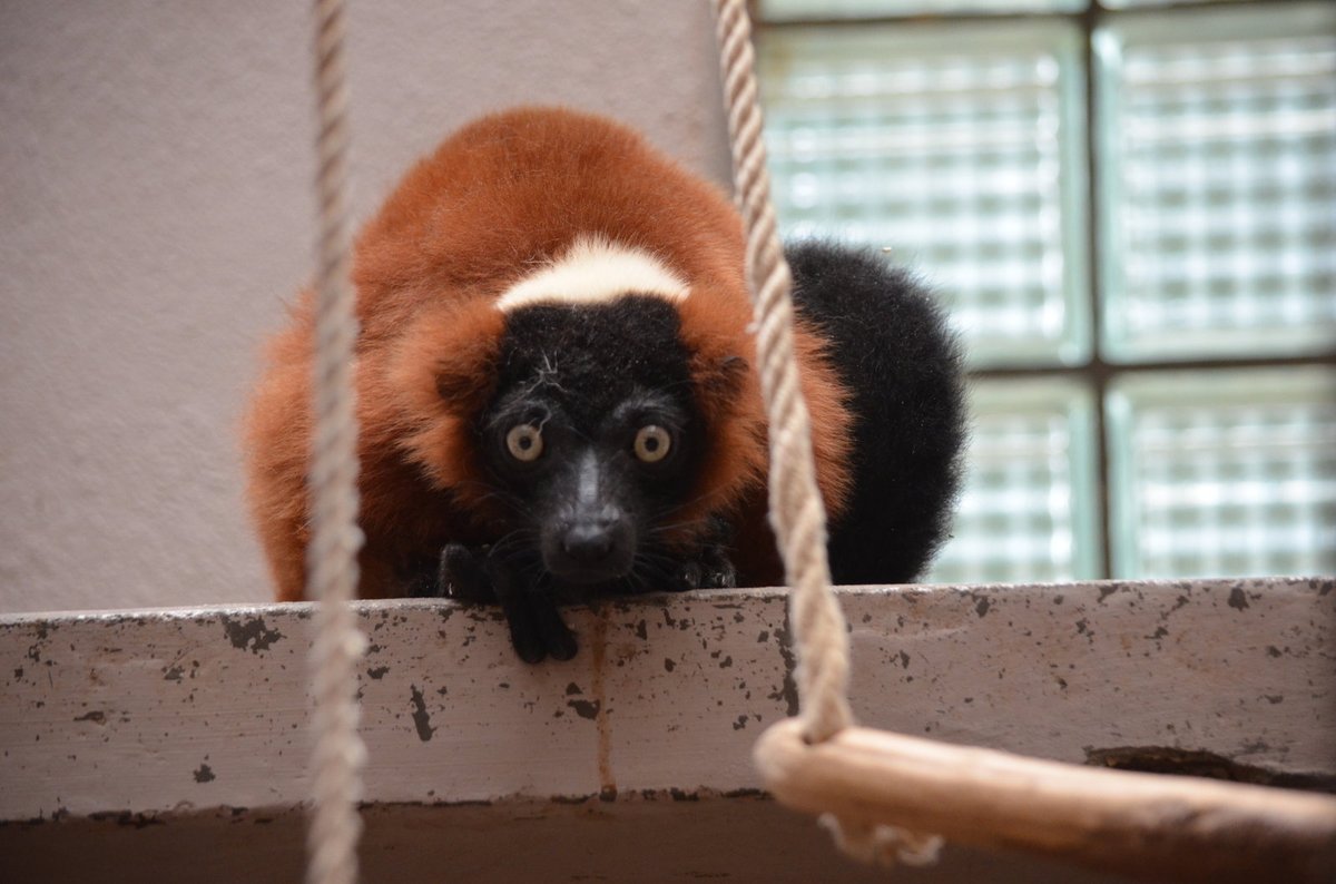 Lemurové červení vari z Prahy už pokukují na návštěvníky olomoucké zoo.