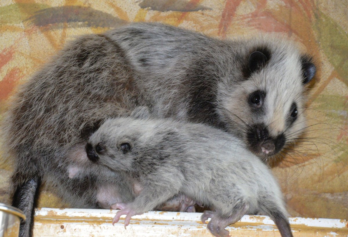 Jako schopná matka se ukázala až Kate II., mládě má stále přisáté ke struku...