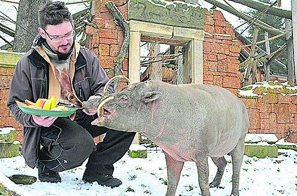 Babirusu sulaweskou nakrmil mluvčí zoo Martin Maláč.