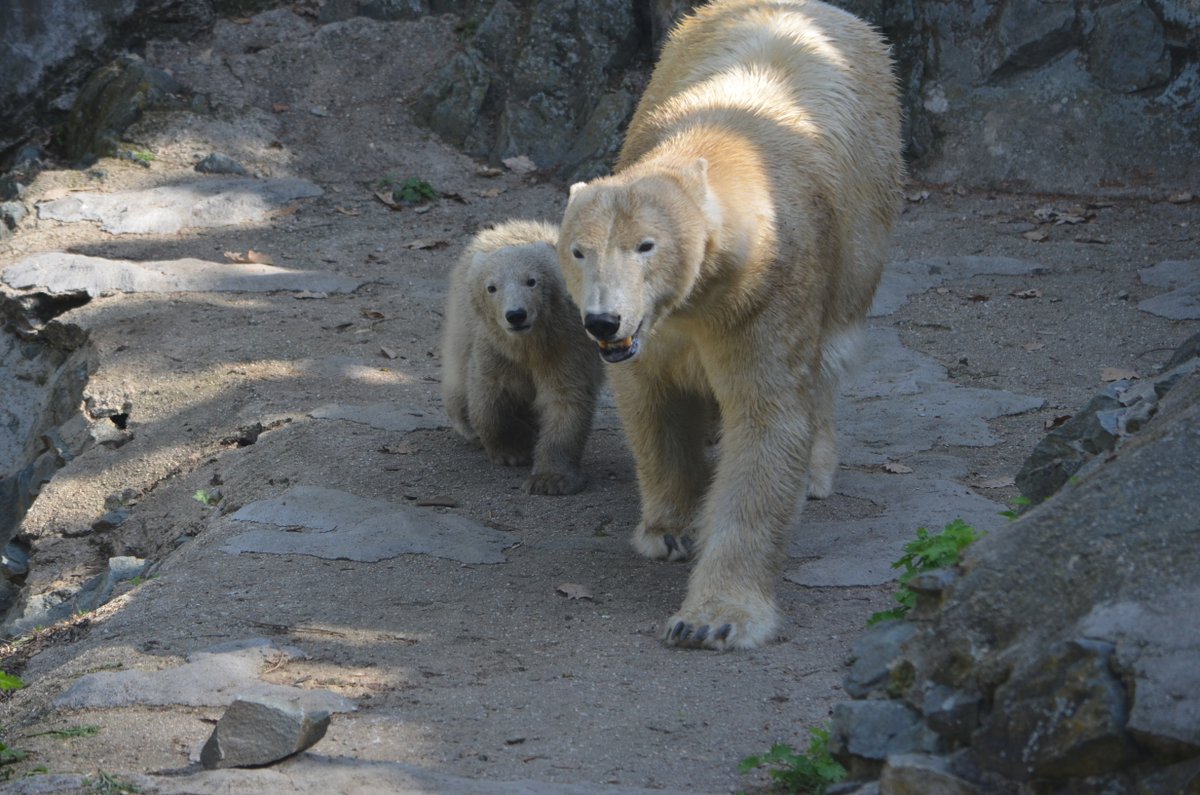 Medvědí máma v roce 2016.