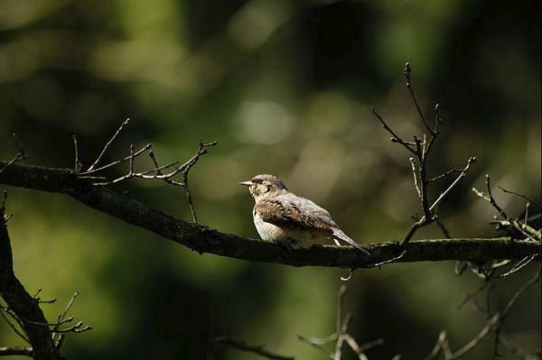 Krutihlav obecný připomíná vrabce. Přes oko a po stranách krku se táhne jedna, přes střed temene a hřbet druhá tmavá páska.