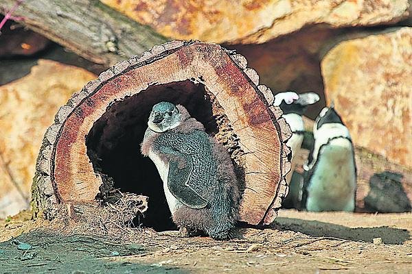 Dvouměsíční tučňáček před svou norou.