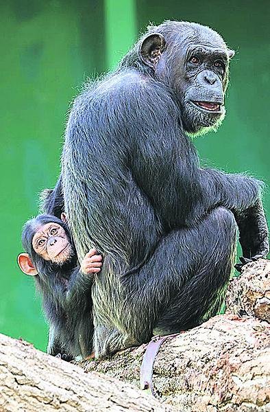 Šimpanzí slečna s maminkou.