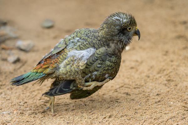 Zoo Praha odchovala prvního nestora keu