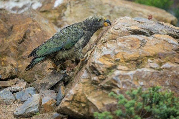 Zoo Praha odchovala prvního nestora keu