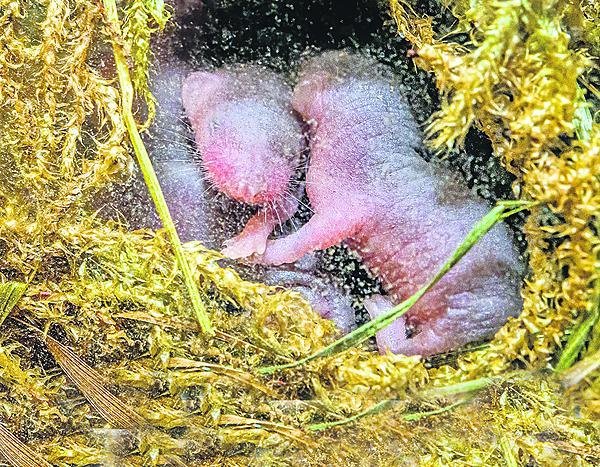 Trojčata v rodném hnízdě.