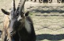 Chov divokých koz bezoárových je v Česku raritou. V Srdově mají stádečko se dvěma kozly a spoustou kůzlat, která se jako akrobati prohánějí po hromadě kamení
