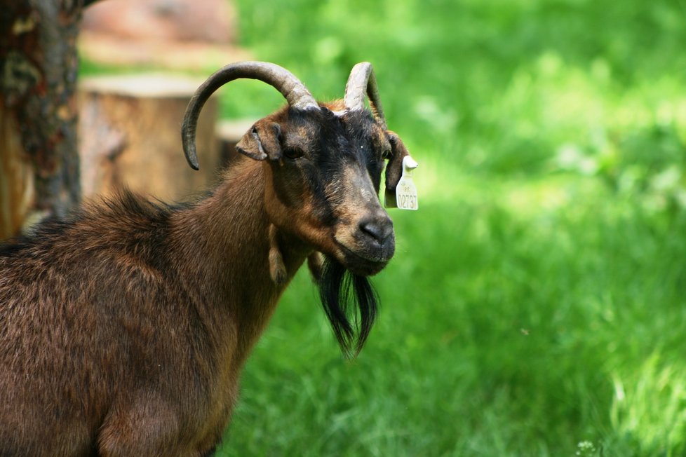 Zookoutek Kamýk po třech letech otevřel po rekonstrukci pro veřejnosti