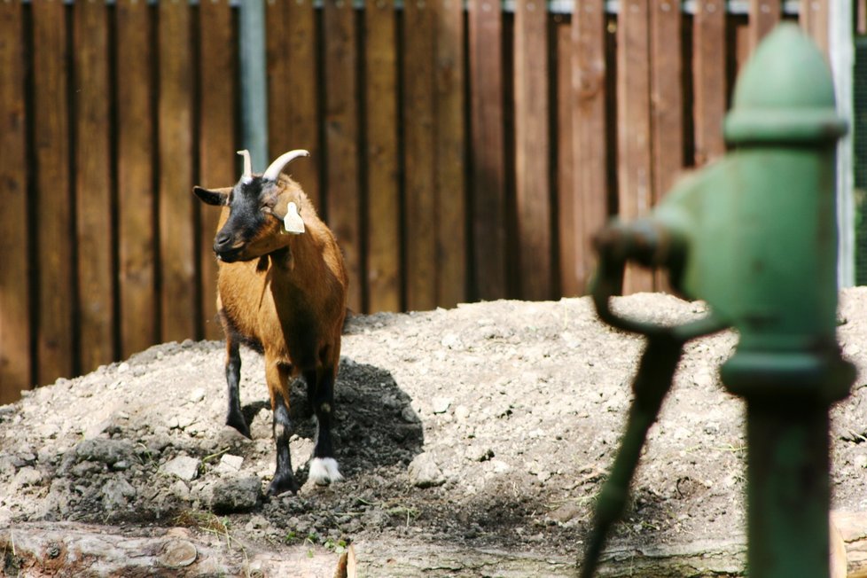 Zookoutek Kamýk po třech letech otevřel po rekonstrukci pro veřejnosti