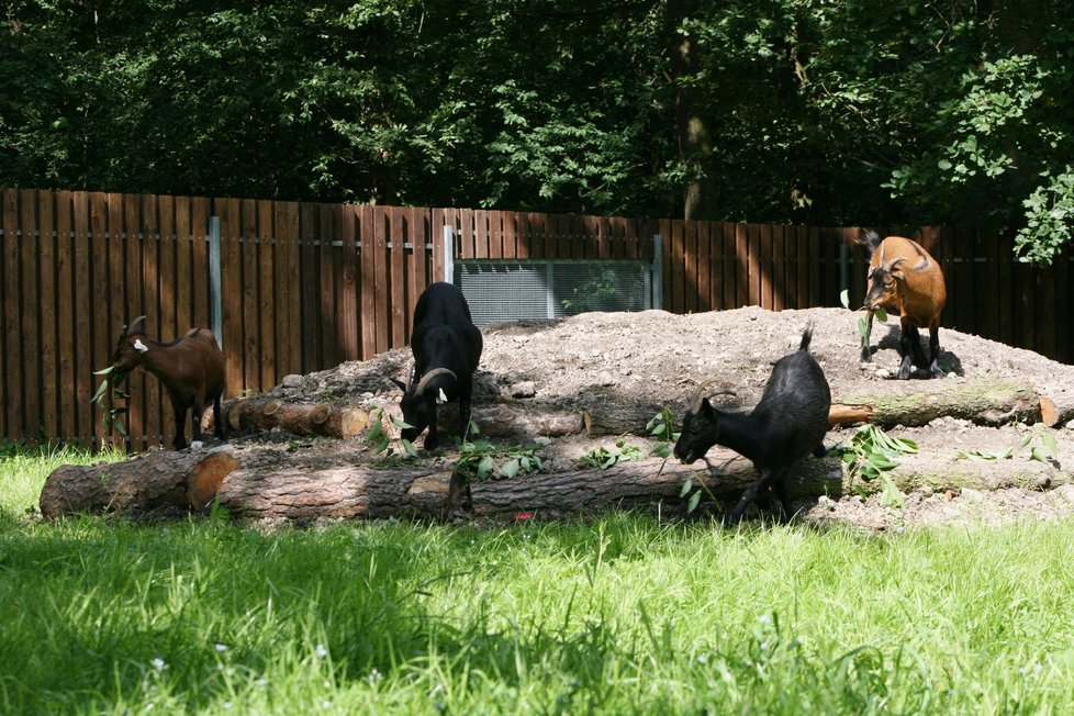 Zookoutek Kamýk po třech letech otevřel po rekonstrukci pro veřejnosti