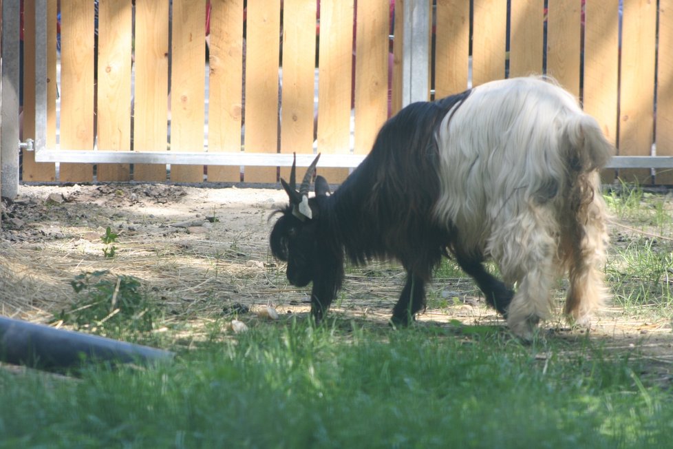 Zookoutek Kamýk po třech letech otevřel po rekonstrukci pro veřejnosti