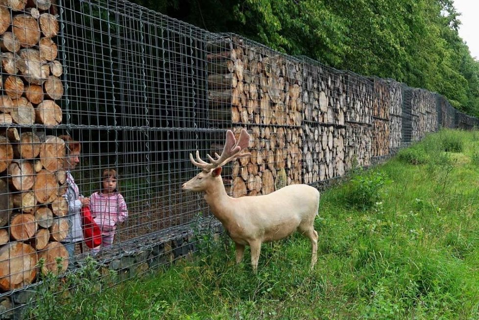 Zvířata v zookoutcích, které provozují Lesy hl. města Prahy.