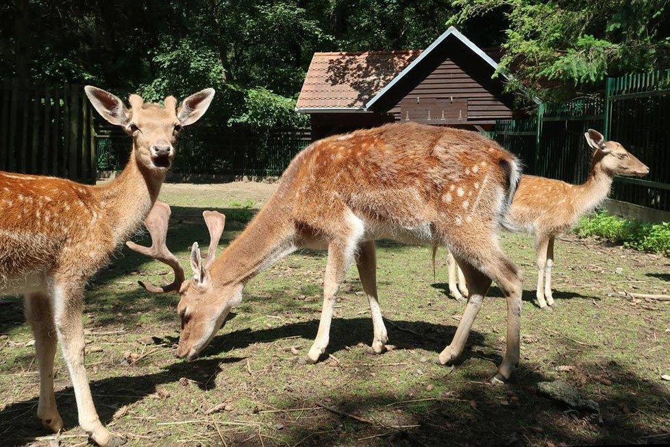 Zvířata v zookoutcích, které provozují Lesy hl. města Prahy.