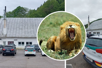 Lev v zoo na Slovensku roztrhal chovatele: Děsivé detaily o napadení šelmou!