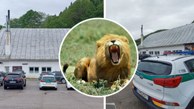 Lev v zoo na Slovensku roztrhal chovatele: Děsivé detaily o napadení šelmou!