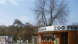 Zoo na polovině kapacity: Za zvířaty může až 10 tisíc lidí, dorazily zatím stovky