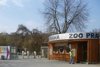 Zoo na polovině kapacity: Za zvířaty může až 10 tisíc lidí, dorazily zatím stovky