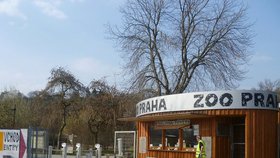 Zoo na polovině kapacity: Za zvířaty může až 10 tisíc lidí, dorazily zatím stovky