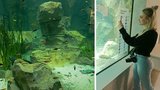 S lákadlem hodonínské zoo je konec: Žraloci se do nového akvária nevrátí!