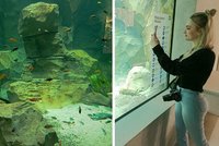 S lákadlem hodonínské zoo je konec: Žraloci se do nového akvária nevrátí!